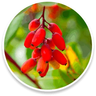 berberine sleep lean